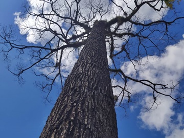 Jequitibá centenário é removido e causa comoção em comunidade