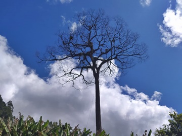 Jequitibá centenário é removido e causa comoção em comunidade 2