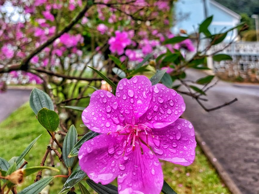 Moradores de Araguaia ampliam cultivo de manacás