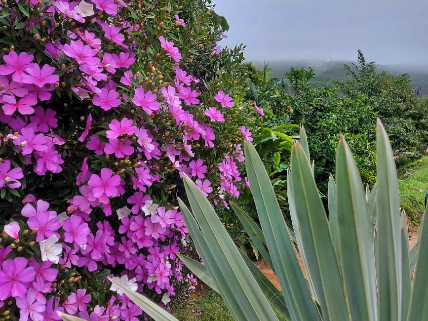 Moradores de Araguaia ampliam cultivo de manacás 2