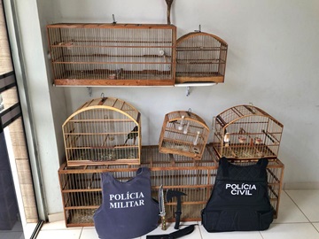 PM apreende drogas e pássaros silvestres e prende seis homens no interior de Domingos Martins 2