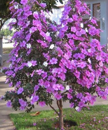 Plantio de árvores por servidores municipais e moradores de Araguaya em Marechal Floriano 2