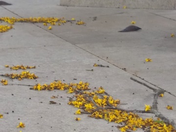 Vândalos voltam a destruir fitas de isolamento em Marechal Floriano