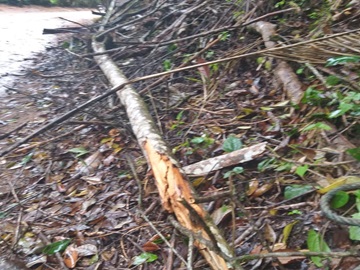 Ventos fortes voltam a derrubar galhos de árvores e folhas em estrada em Marechal Floriano