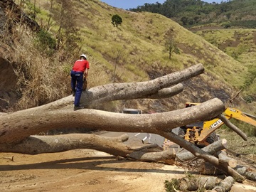 Corpo de Bombeiros do Estado realiza corte de árvore de grande porte na rodovia estadual 2