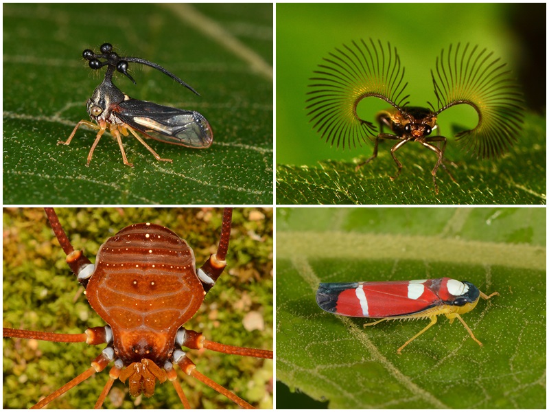 Marechal Floriano recebe pesquisadores de outros Estados
