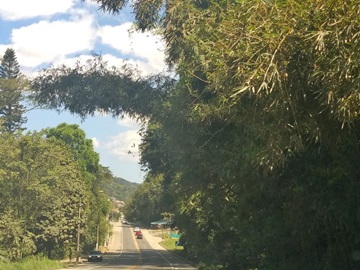 Queda de mais galhos sobre cabos telefônicos e de energia nas margens da BR 262