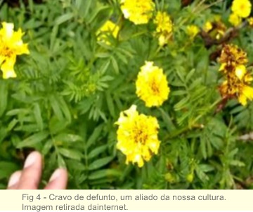 Os rituais de morte na Pomerânia e suas influências nos descendentes no Brasil 4
