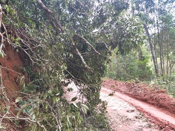 Árvore derrubada por ventania em bairro de Marechal Floriano obstrui estrada vicinal 2