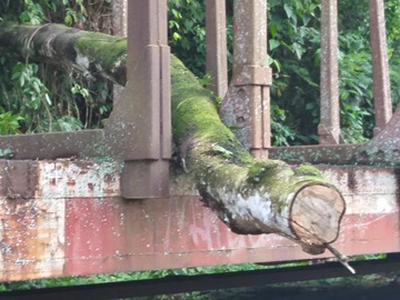 Queda de árvores é ameaça em um bairro de Marechal Floriano