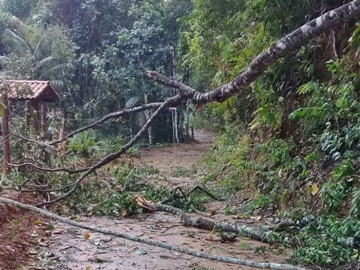 Tempestade na estrada de Rio Fundo em Marechal Floriano derruba árvores e destelha casas