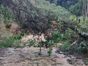 Tempestade na estrada de Rio Fundo em Marechal Floriano derruba árvores e destelha casas 2