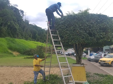 Aparagem das árvores no trevo de Marechal Floriano anima moradores 2