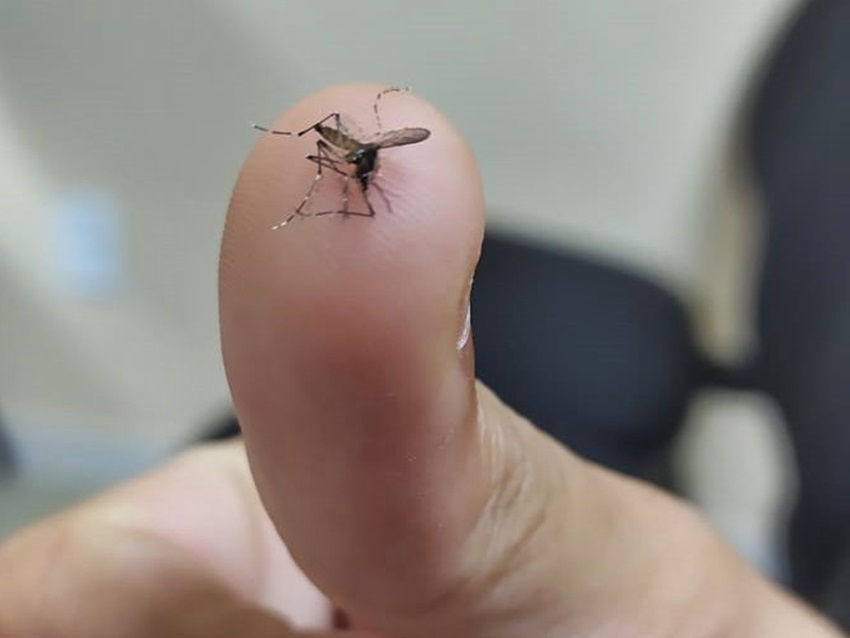 Conheca_os_sintomas_que_diferenciam_o_zika_virus_da_dengue Conheca_os_sintomas_que_diferenciam_o_zika_virus_da_dengue