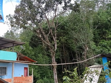 Prefeitura promete cortar árvore que ameaça cair em casas em Marechal Floriano