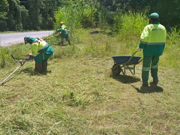 Mais capinzal sendo aparado em Marechal Floriano