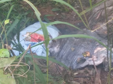 Restos de animais são jogados ao lado da BR 262 entre Marechal Floriano e Domingos Martins