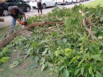 Galhos assustam moradores ao caírem em linha férrea