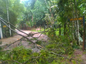 Tempestade derruba mais árvores em estrada e causa prejuízos em Marechal Floriano