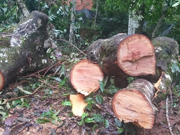 Ventania derruba árvores e interdita estrada em Marechal Floriano 5