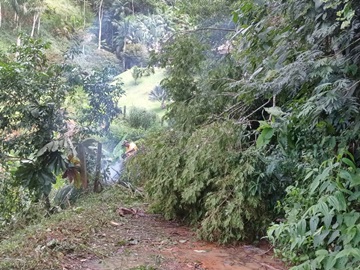 Árvores derrubadas por temporal são retiradas de estradas vicinais em Marechal Floriano