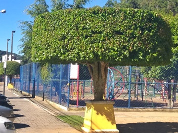 Corte de galhos embeleza árvores em ruas de Marechal Floriano