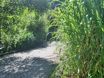 Matagais que invadiram via pública serão cortados em Marechal Floriano