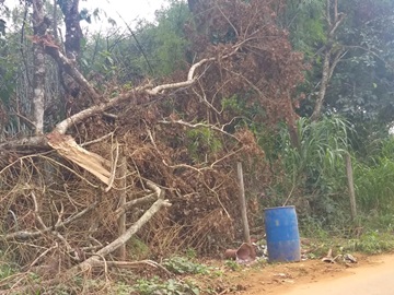 Árvores que ameaçam cair em rodovia entre Marechal Floriano e Alfredo Chaves serão cortadas