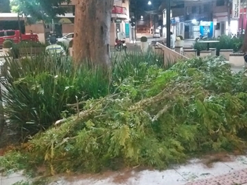 Galhos de árvore são cortados para evitar quedas na rede elétrica em Marechal Floriano