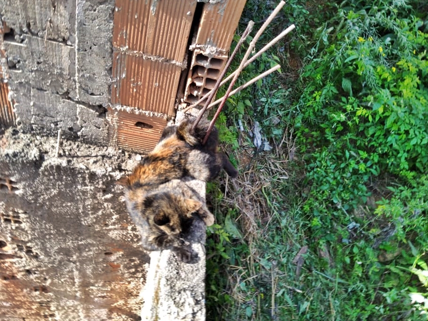 Gato-cai-de-predio-e-bombeiros-fazem-resgate-delicado