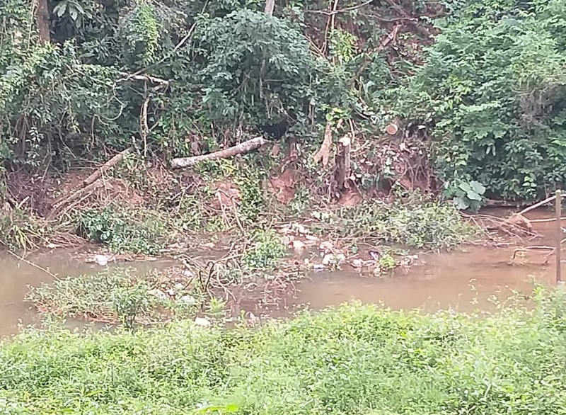 Arvore-cortada-em-mf