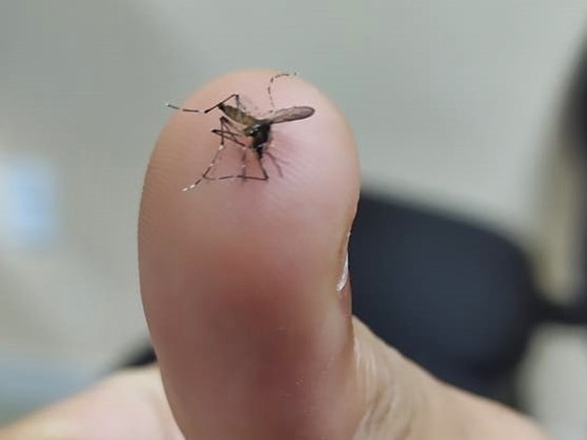 mosquito-1