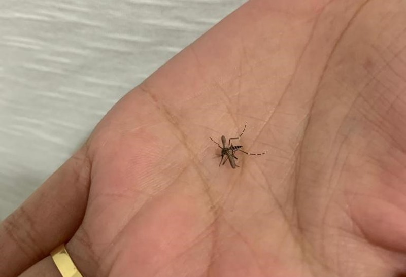 mosquito-da-dengue-m