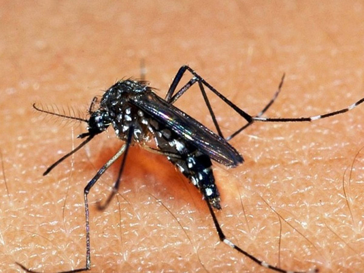 Espirito-Santo-registra-mais-de-2-mil-casos-de-chikungunya-em-2021