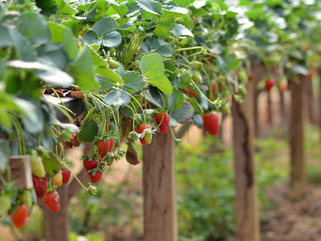 Propriedade-modelo-vai-difundir-tecnologias-agricolas-na-RuralturES