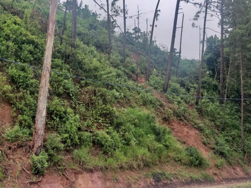 Arvores-ameacam-queda-sobre-na-BR-262-e-colocam-motoristas-em-perigo-2