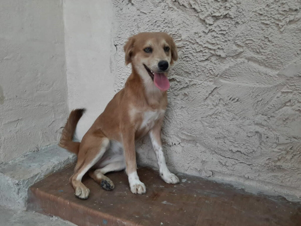 Moradores-encontram-cadelin