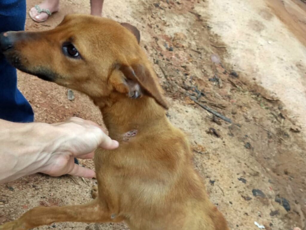 Policia-constata-caso-de-maus-tratos-contra-animais-em-Marechal-Floriano-2