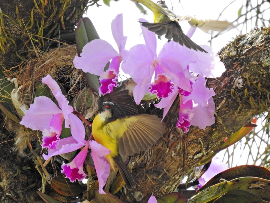 orquidea-reentroduzida-na-natureza