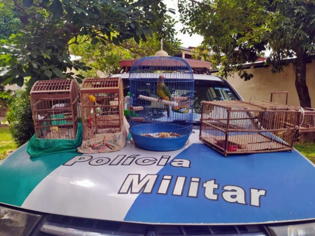 BPMA-flagra-passaros-silves