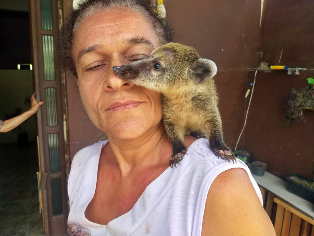 Quati-que-estava-em-estrada