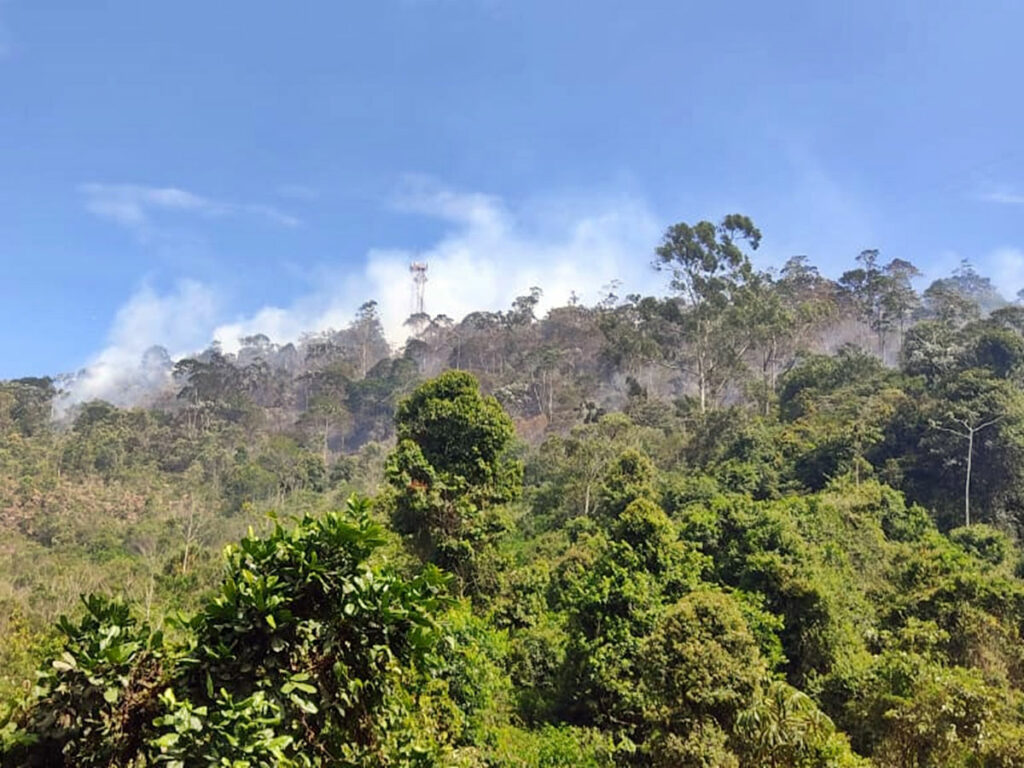 Ventania-derruba-arvores-so