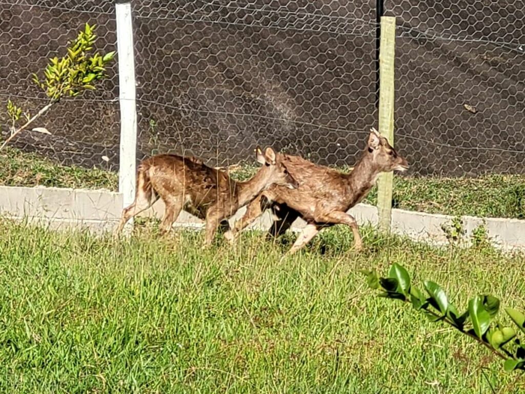 Cervos-vindos-da-India-sao-as-novas-atracoes-do-Bioparque-das-Aves-capa