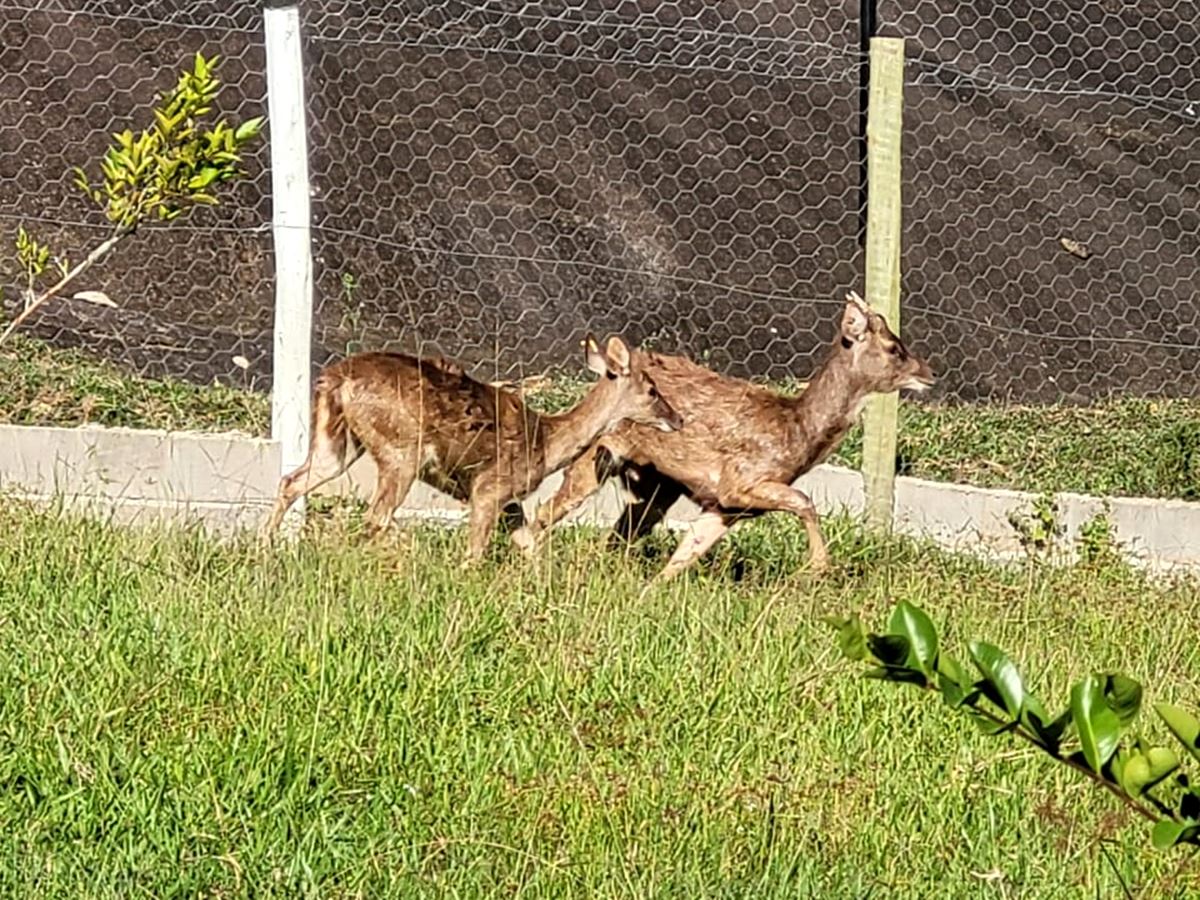 Cervos-vindos-da-India-sao-as-novas-atracoes-do-Bioparque-das-Aves-capa