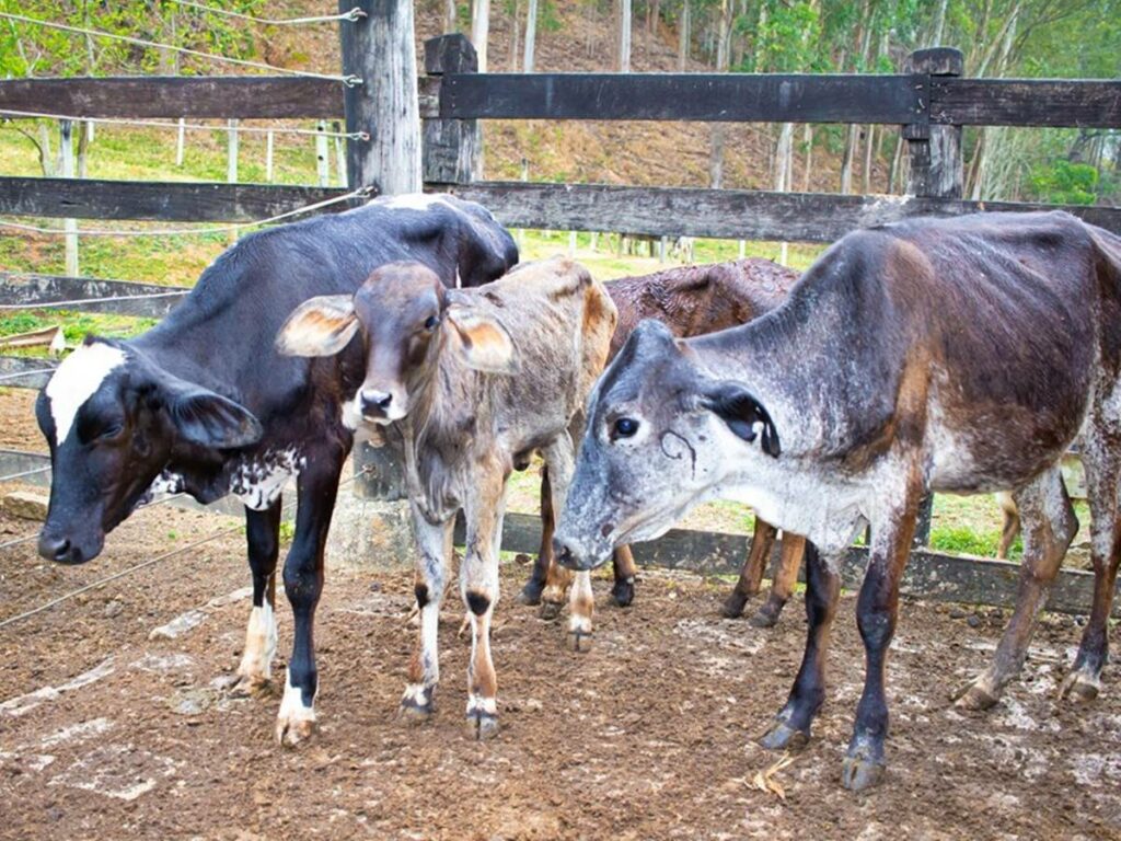 Como-a-brucelose-pode-impactar-na-saude-animal-e-humana