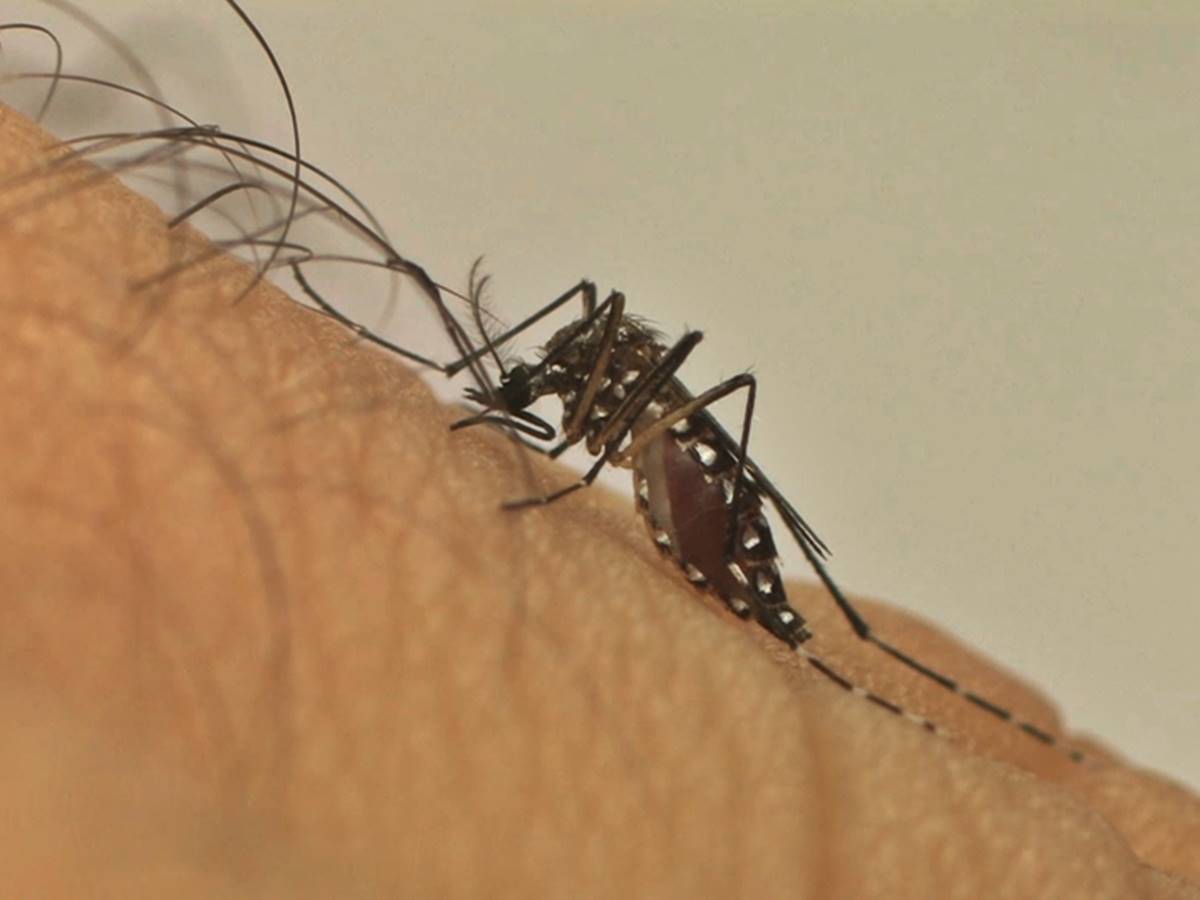 Quase-metade-dos-casos-notificados-de-dengue-no-Estado-sao-das-ultimas-semanas