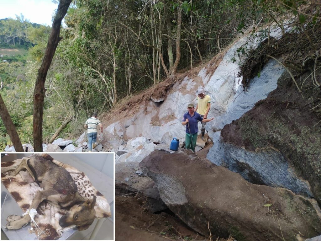 cachorra-resgatada-capa