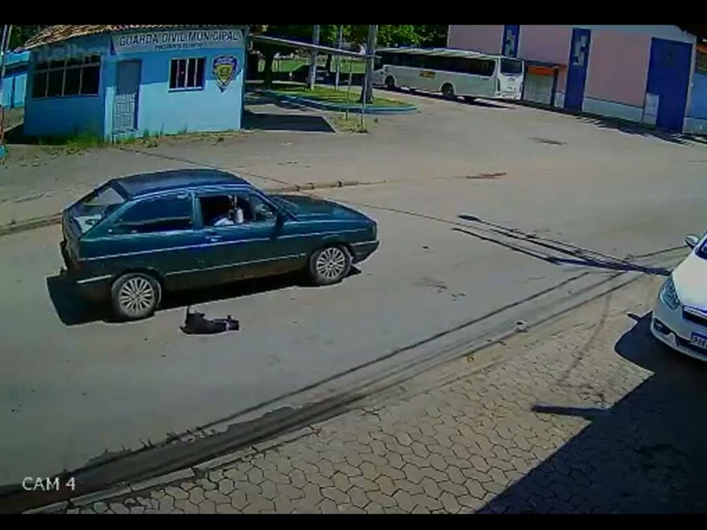 cachorro-jogado-do-carro