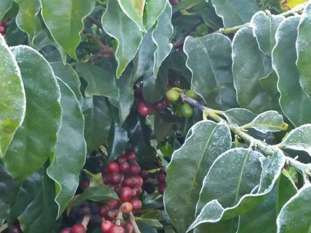 Alerta-para-possiveis-impactos-do-frio-e-da-geada-na-agricultura-brasileira