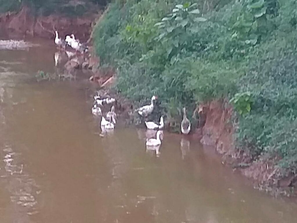 Marrecos-selvagens-embelezam-Rio-Braco-Sul-em-Marechal-Floriano